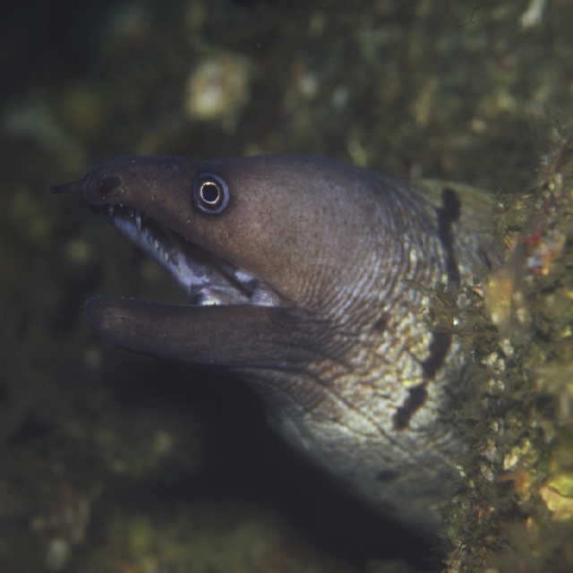 Gymnothorax ypsilon